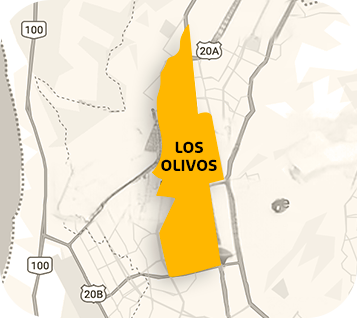 Los Olivos